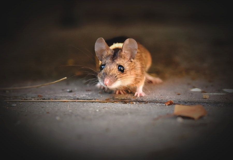 rat-fumigation.jpg